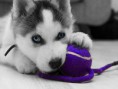 /album/fotogaleria/a-baa-cute-little-husky-jpg/